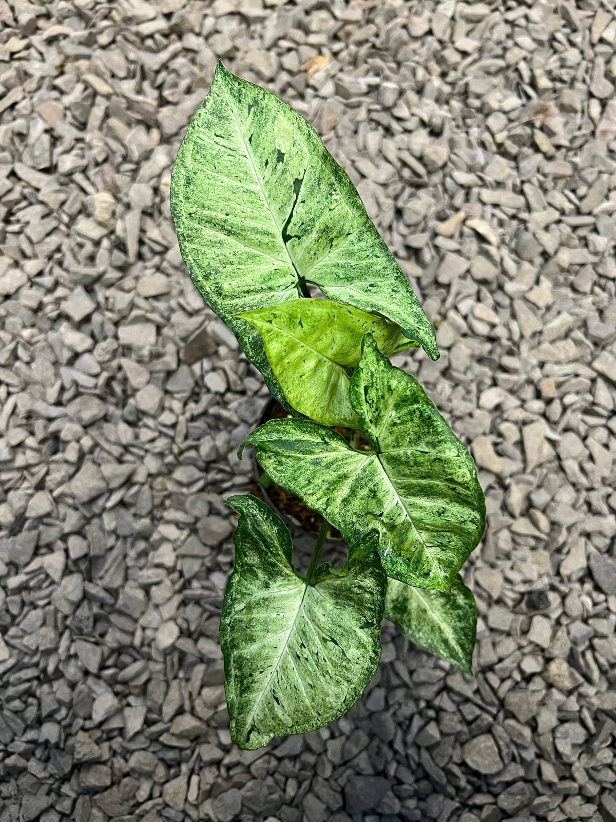 Syngonium Green freckles europe