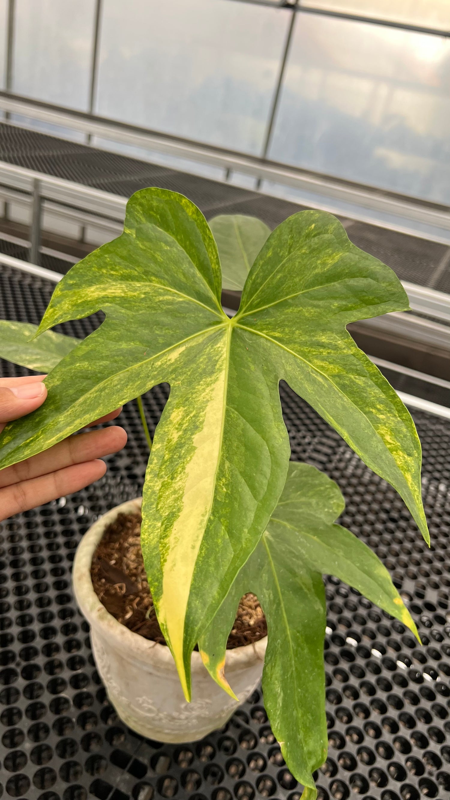 Anthurium Pedatoradiatum Auera Variegated