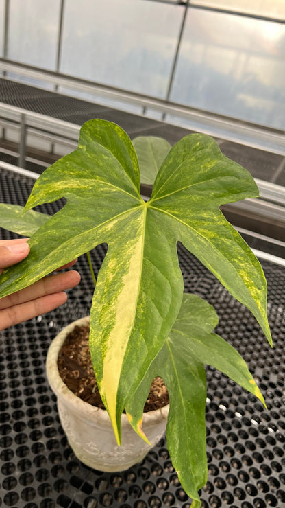 Anthurium Pedatoradiatum Auera Variegated