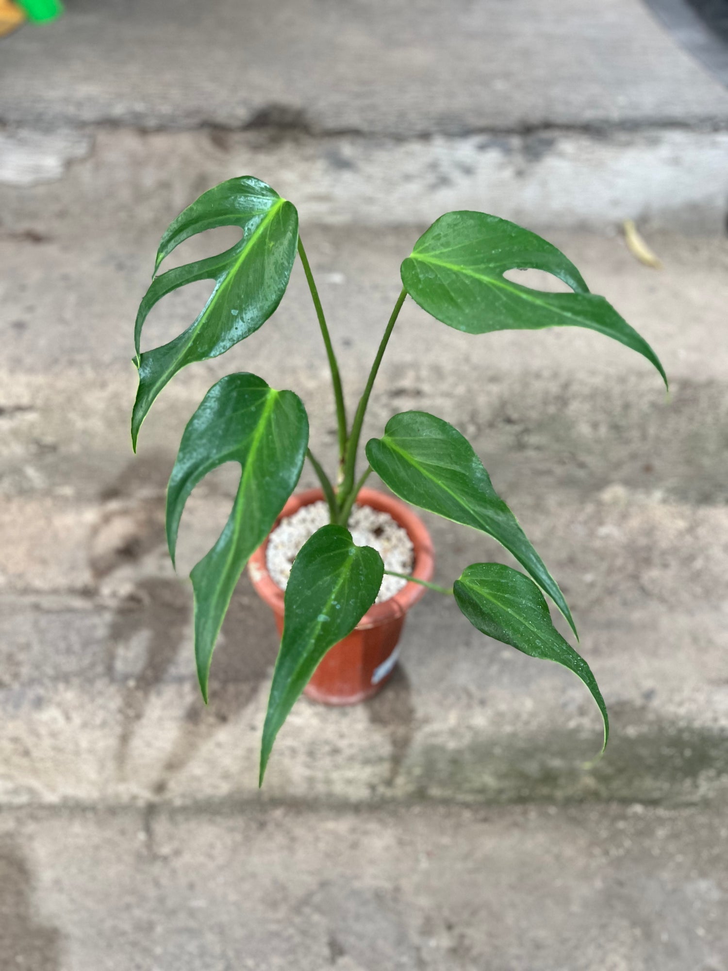 Monstera Burle Marx Flame
