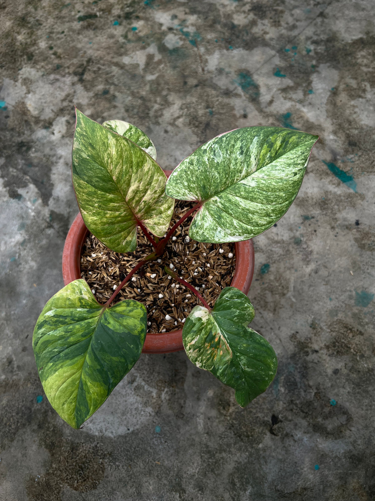 HOMALOMENA PINK LEDY SP BORNEO SELECTED