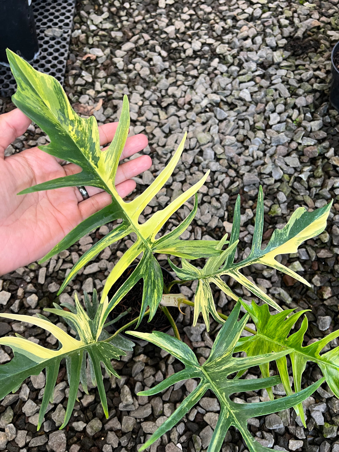 Philodendron Florida beauty x Tortum
