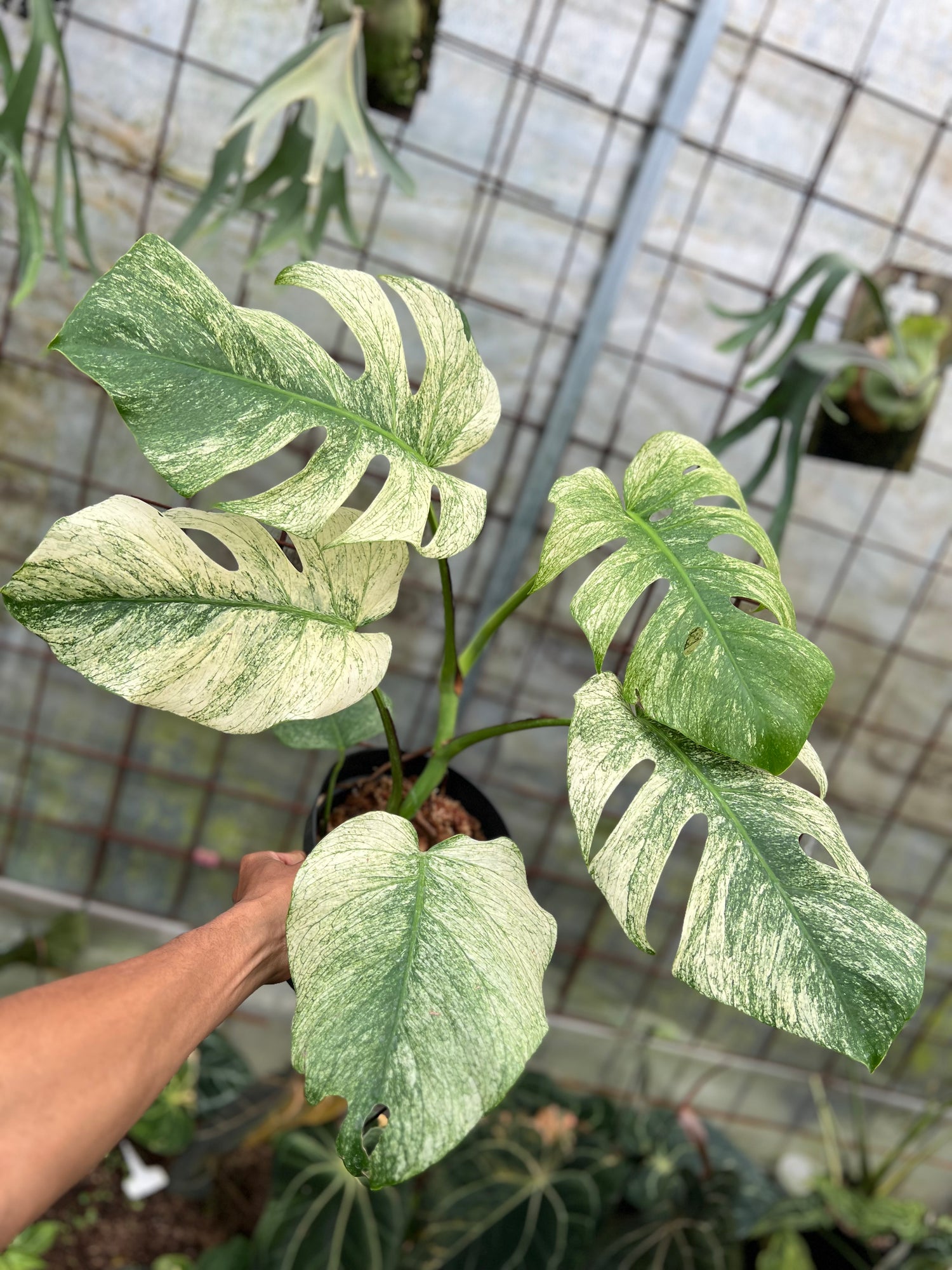 Monstera Java Sports