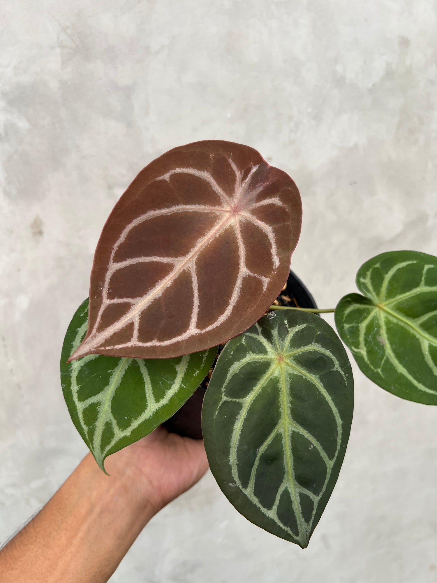 Anthurium Forgetii Silver
