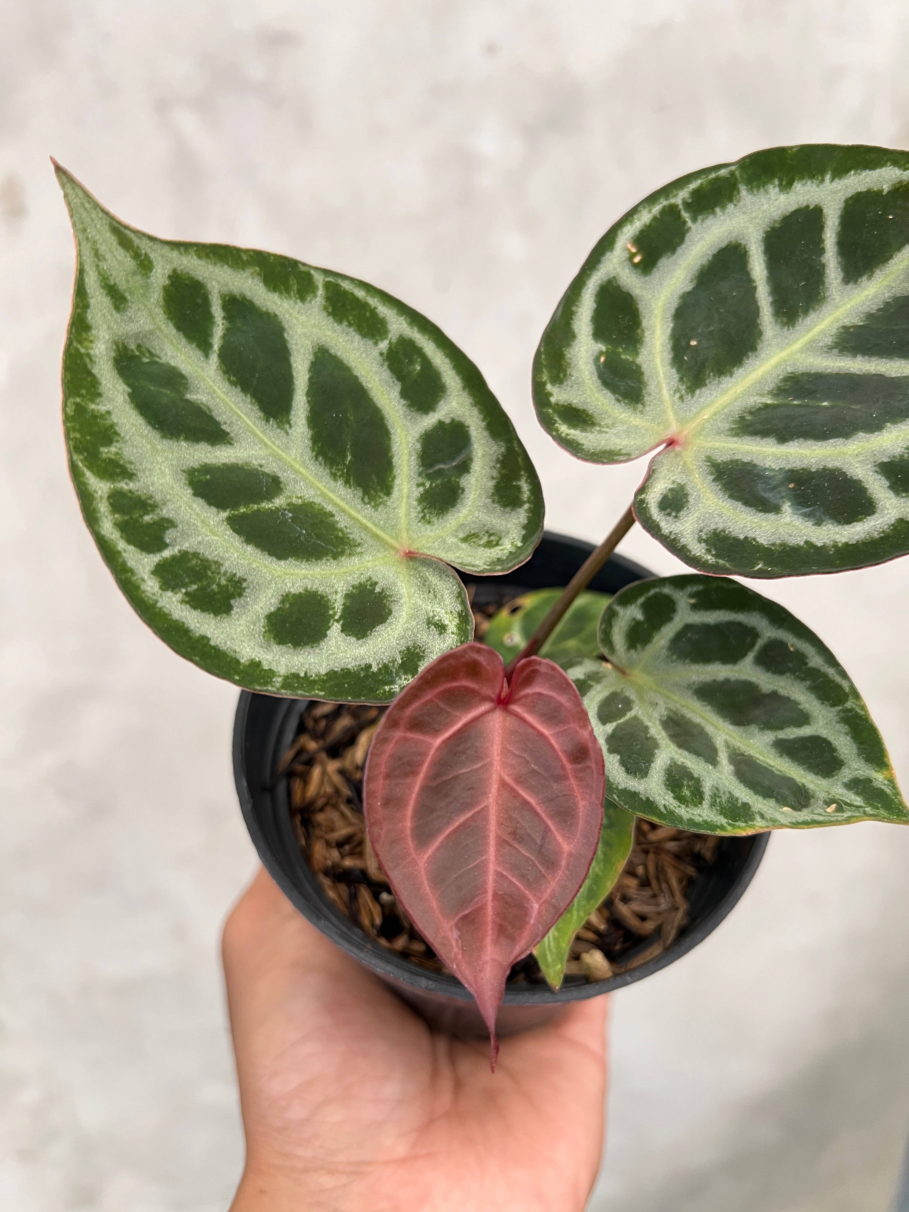 Anthurium Red Tiger Selected
