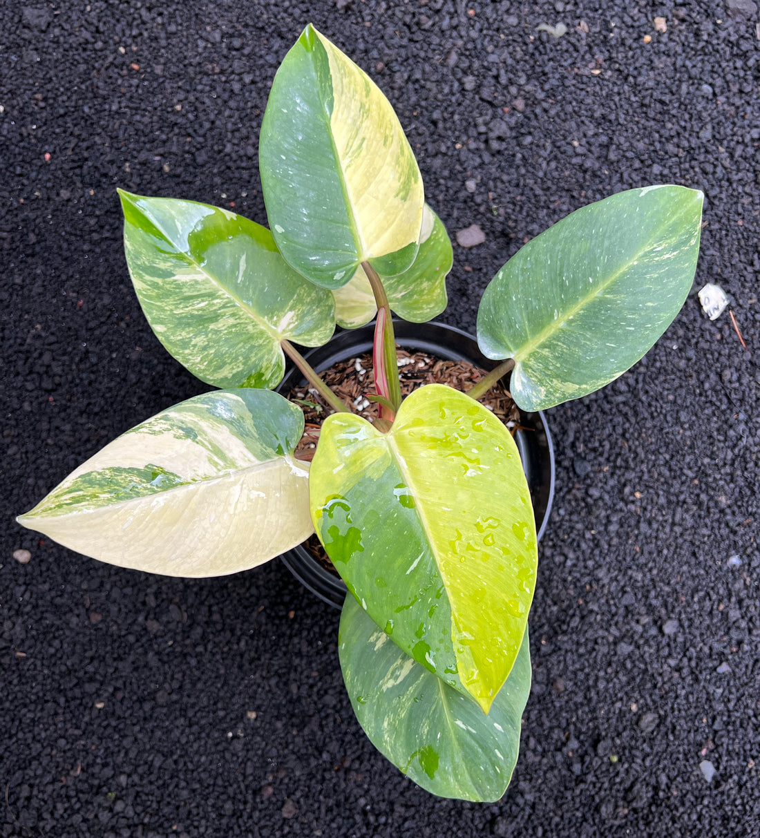 Philodendron White Princess Galaxy Variegated