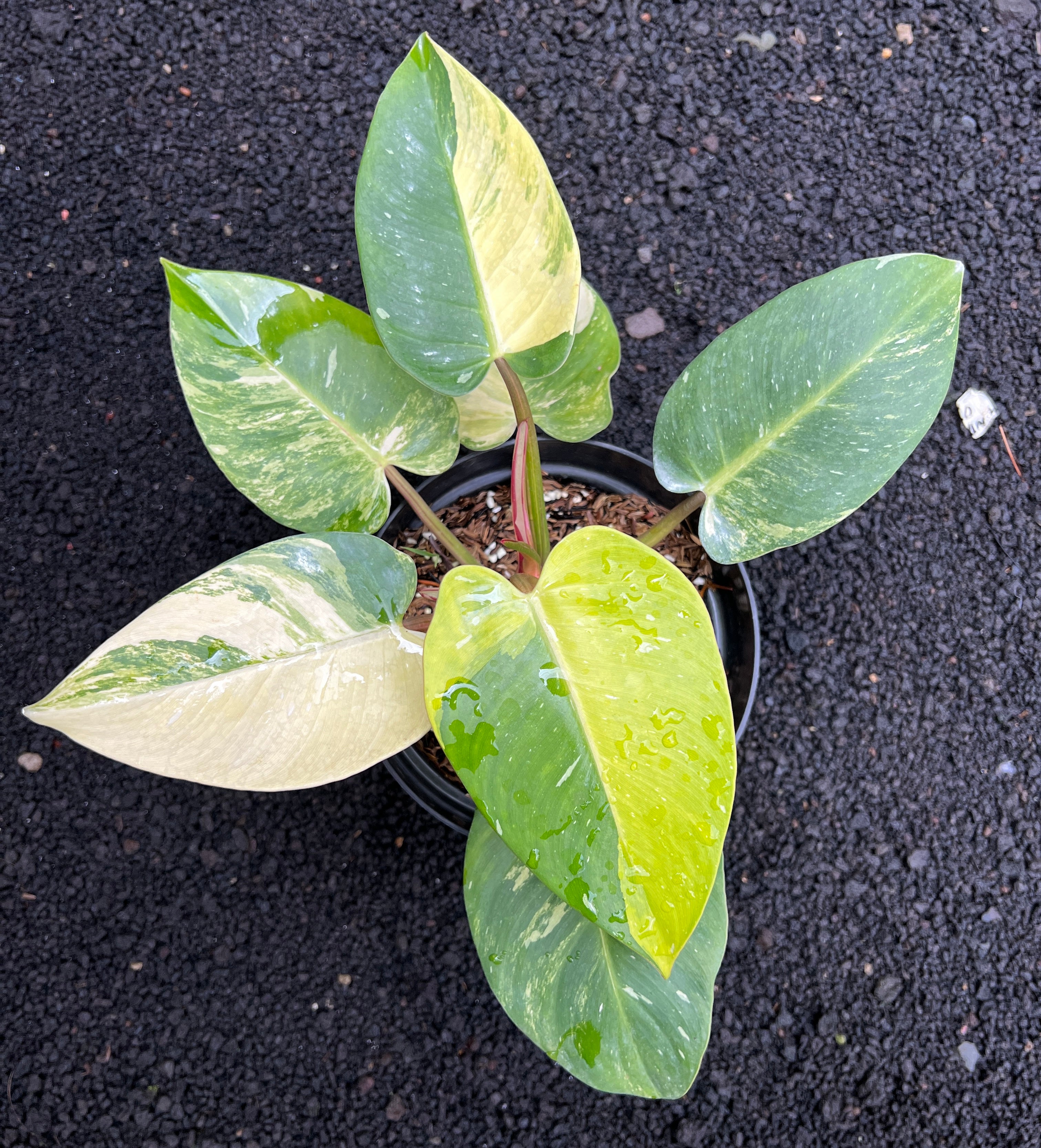 Philodendron White Princess Galaxy Variegated