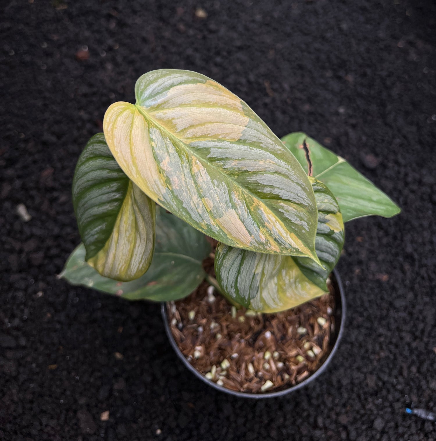 Philodendron Brandtianum Variegated