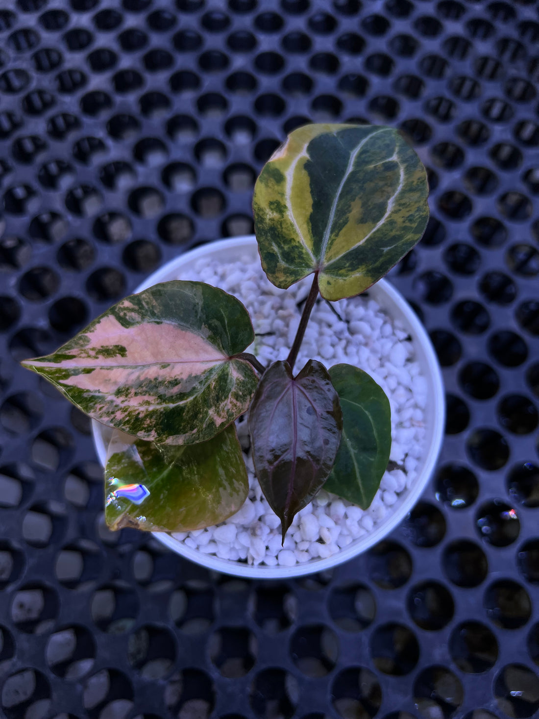 Anthurium Twister x Red Crystallinum