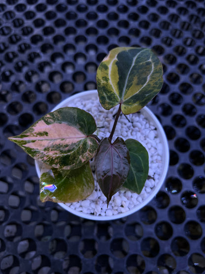 Anthurium Twister x Red Crystallinum