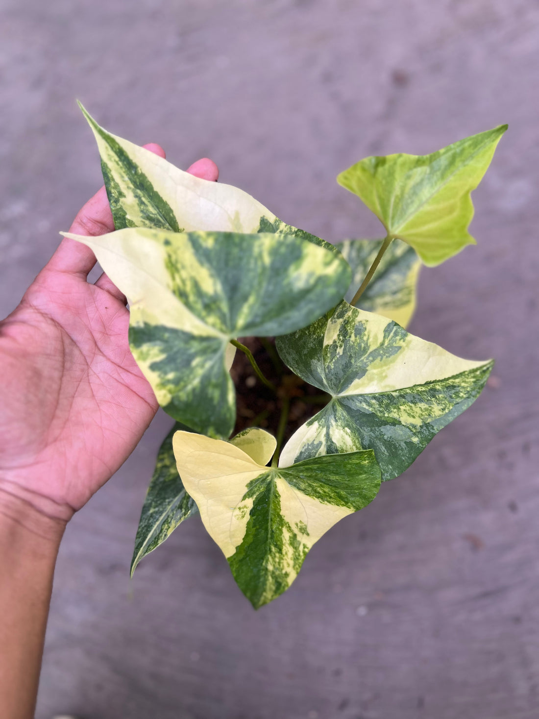 Anthurium Pterodactyl Variegated