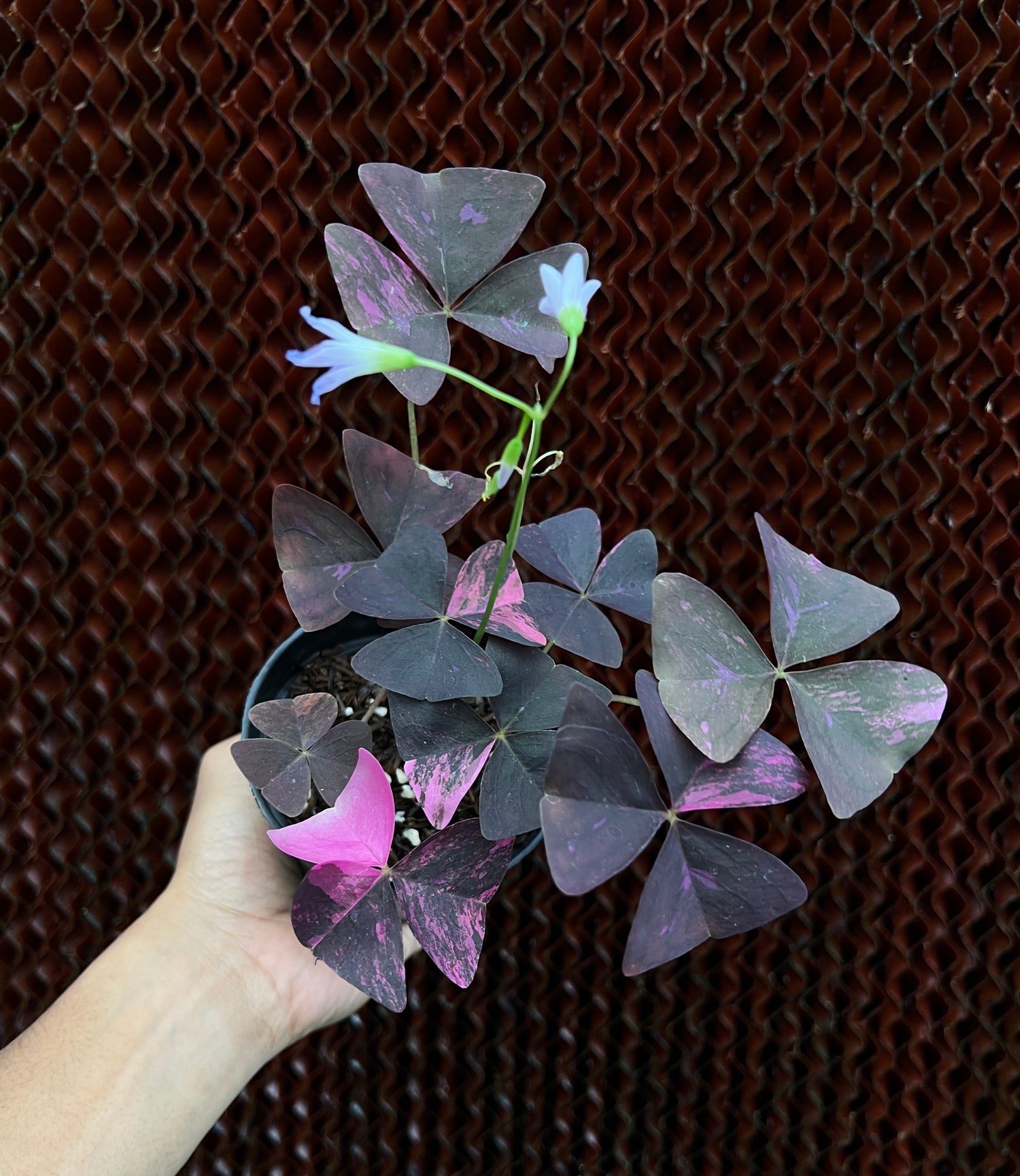 Oxalis Triangularis Variegated
