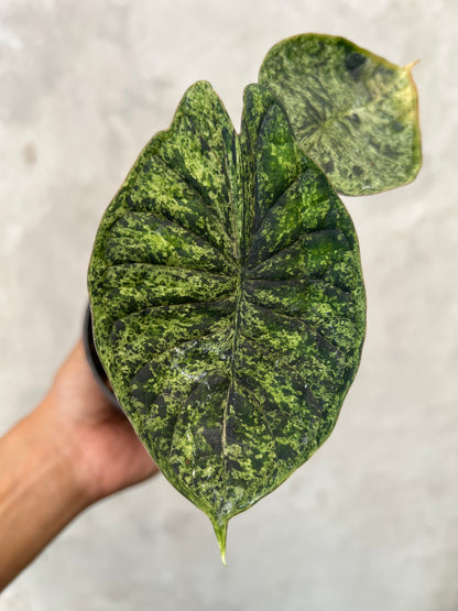 Alocasia Dragon Scale Marble Mint Variegated
