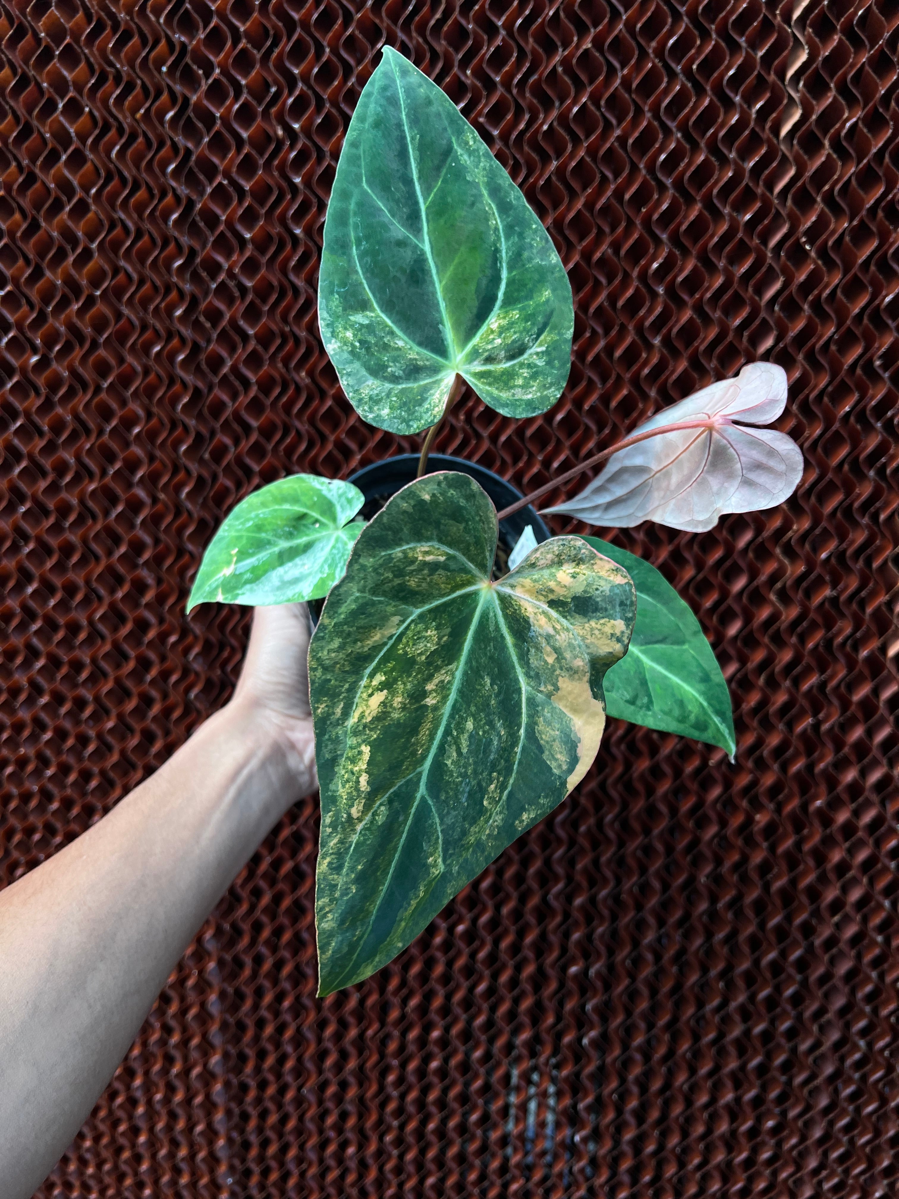 Anthurium Red Sunset x Papilillaminum Black Gold – Siapnanam