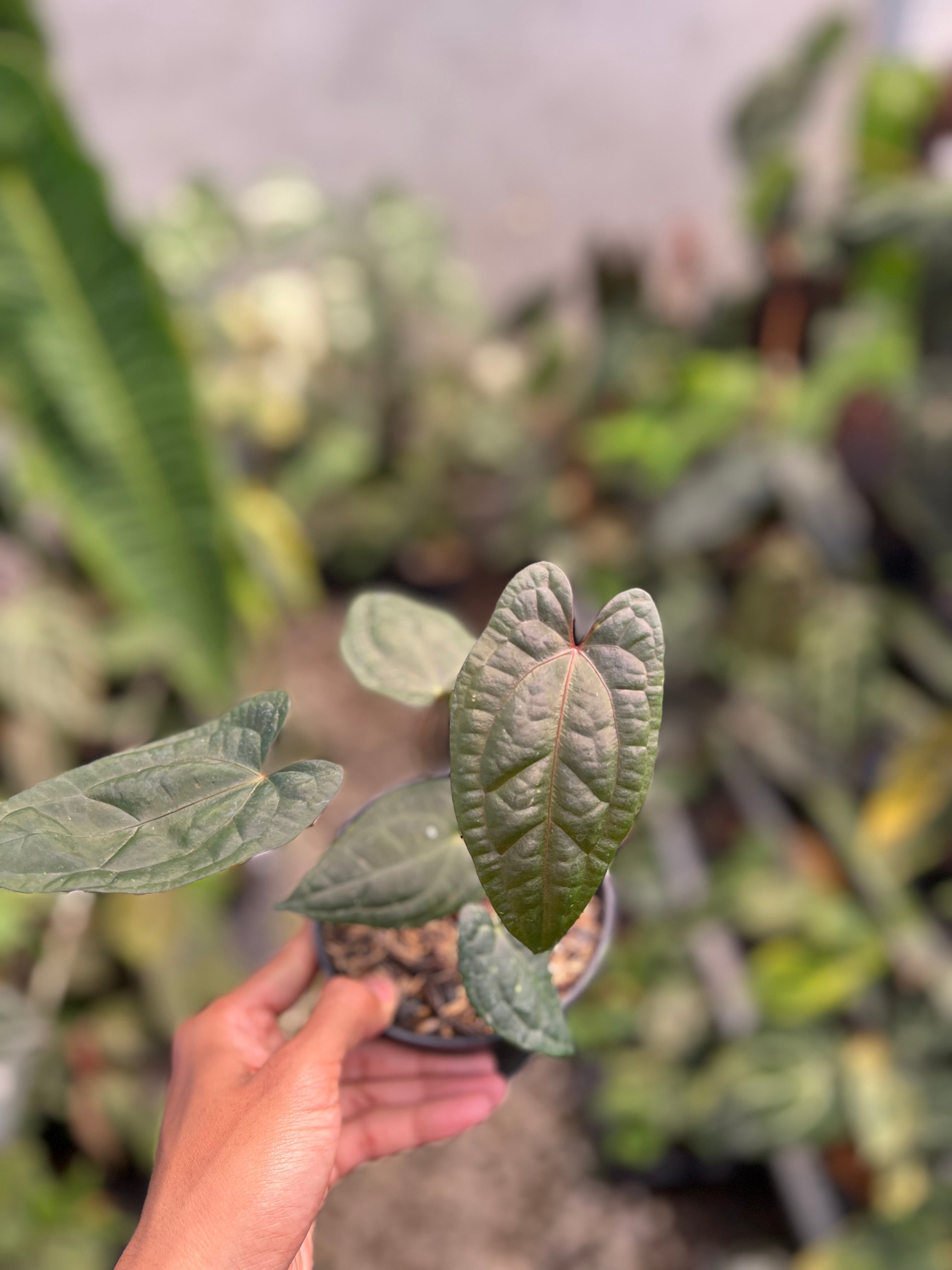 Anthurium RVDP x Black Muscle