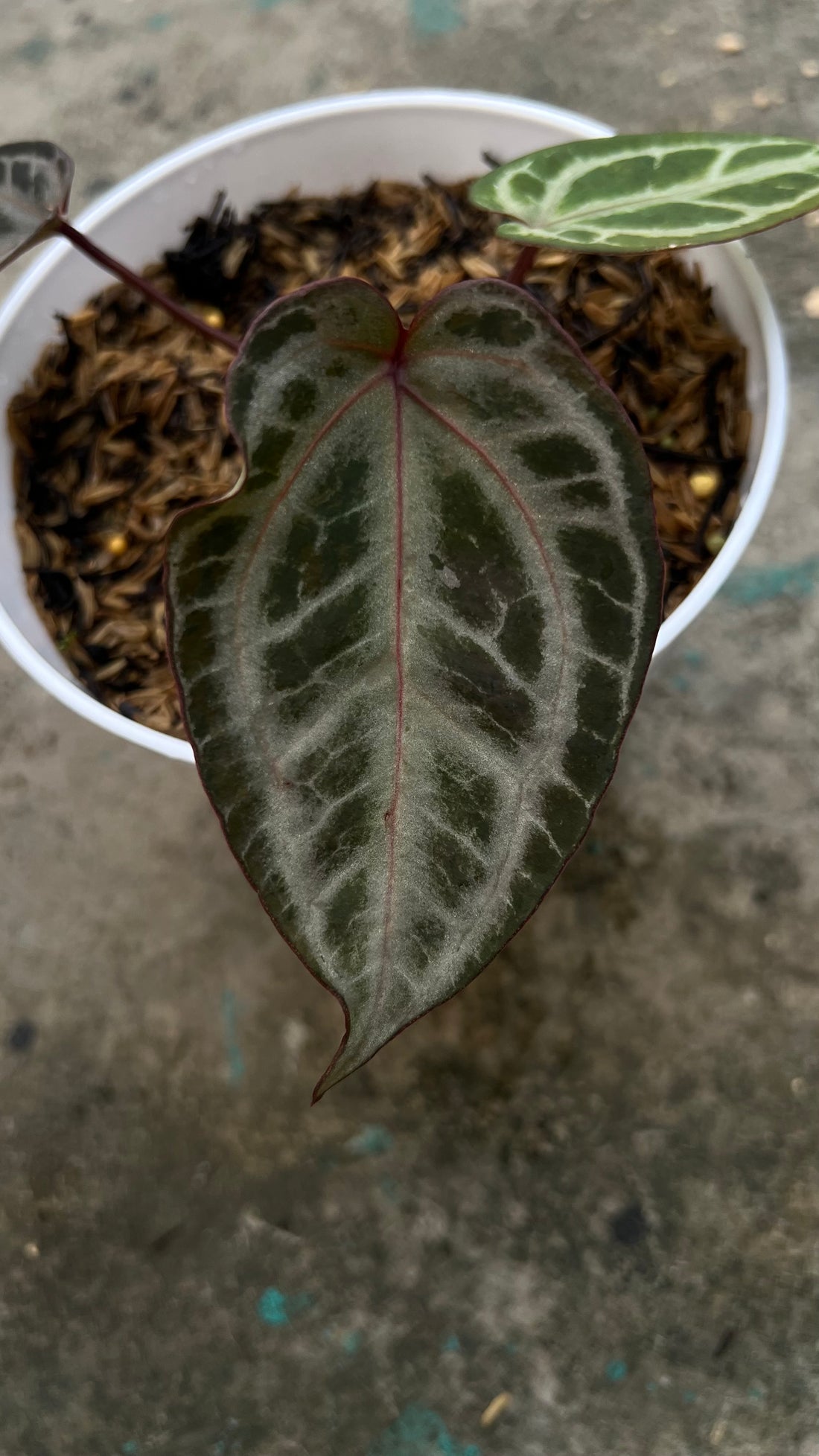 Anthurium Zara Michelle x Zara Michelle