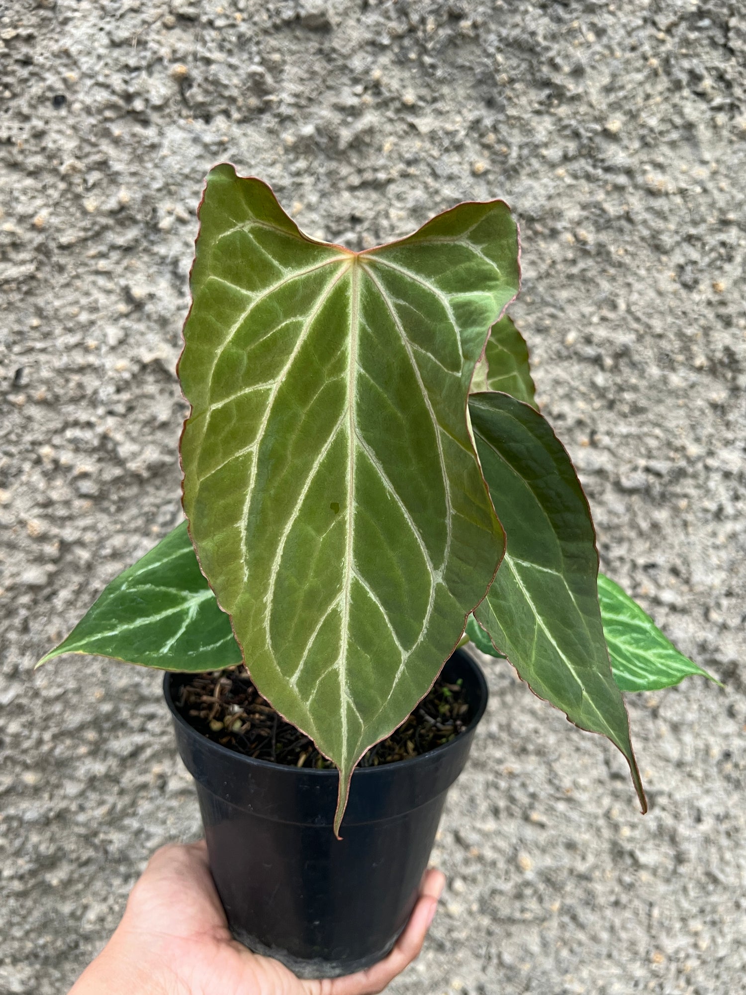Anthurium Boogie