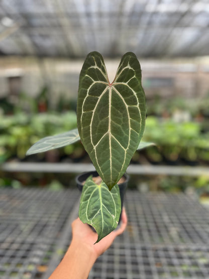 Anthurium BVIT x Zara Michelle