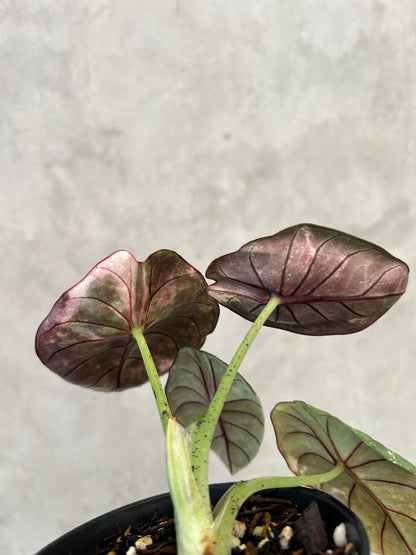Alocasia Nebula Pink Variegated