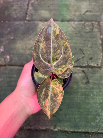 Anthurium Papilillaminum Pink x Michelle
