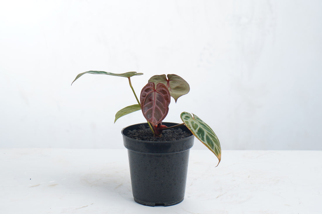 Anthurium Red Tiger