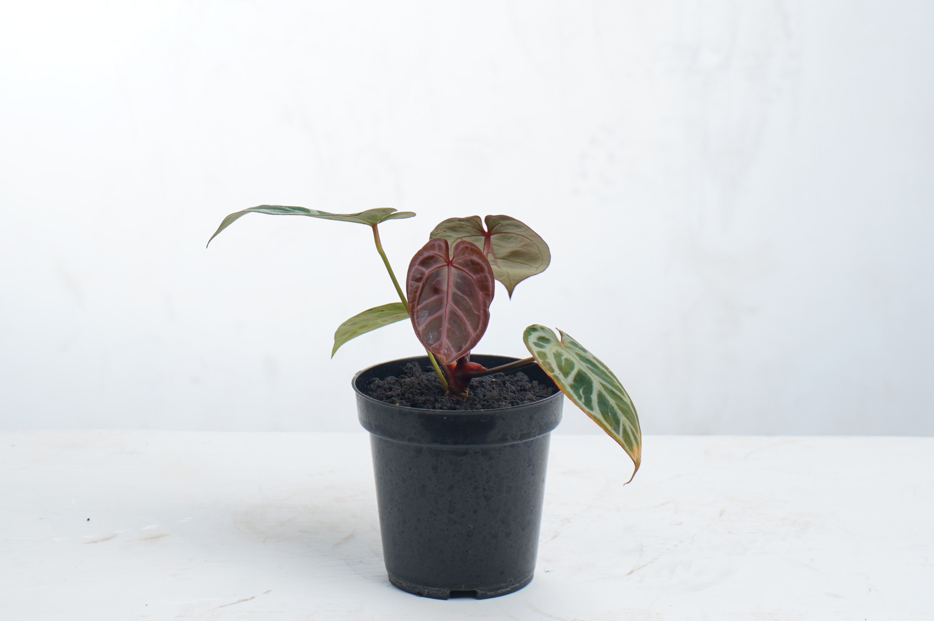 Anthurium Red Tiger