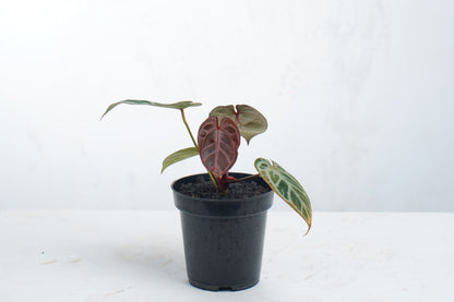 Anthurium Red Tiger