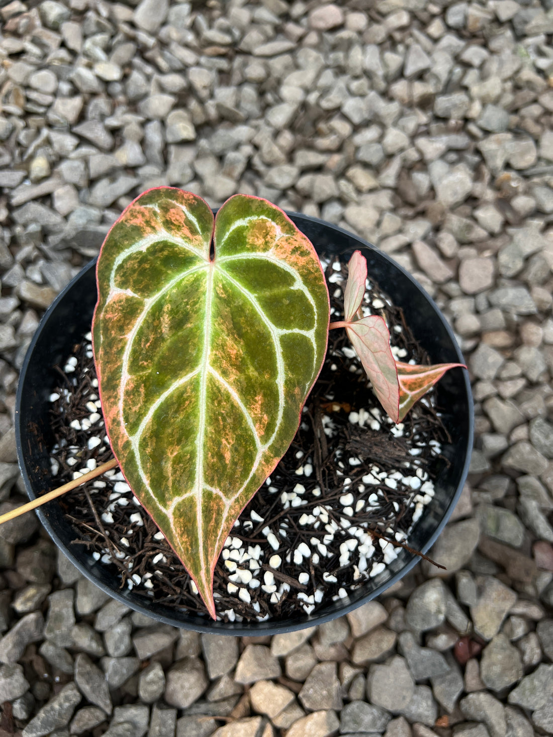 Anthurium Crystallinum Pink Variegated