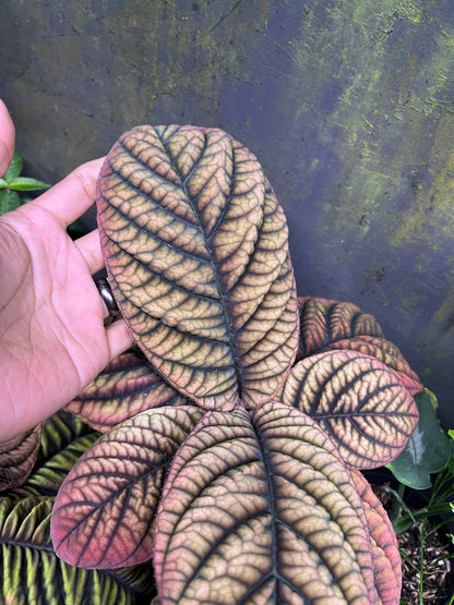 Ardisia Sp vietnam