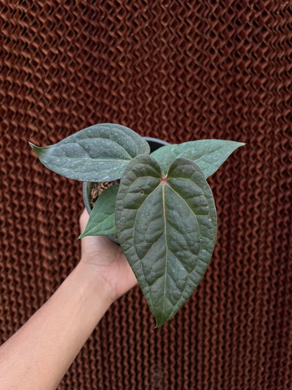 Anthurium Night Queen x Zara Michelle