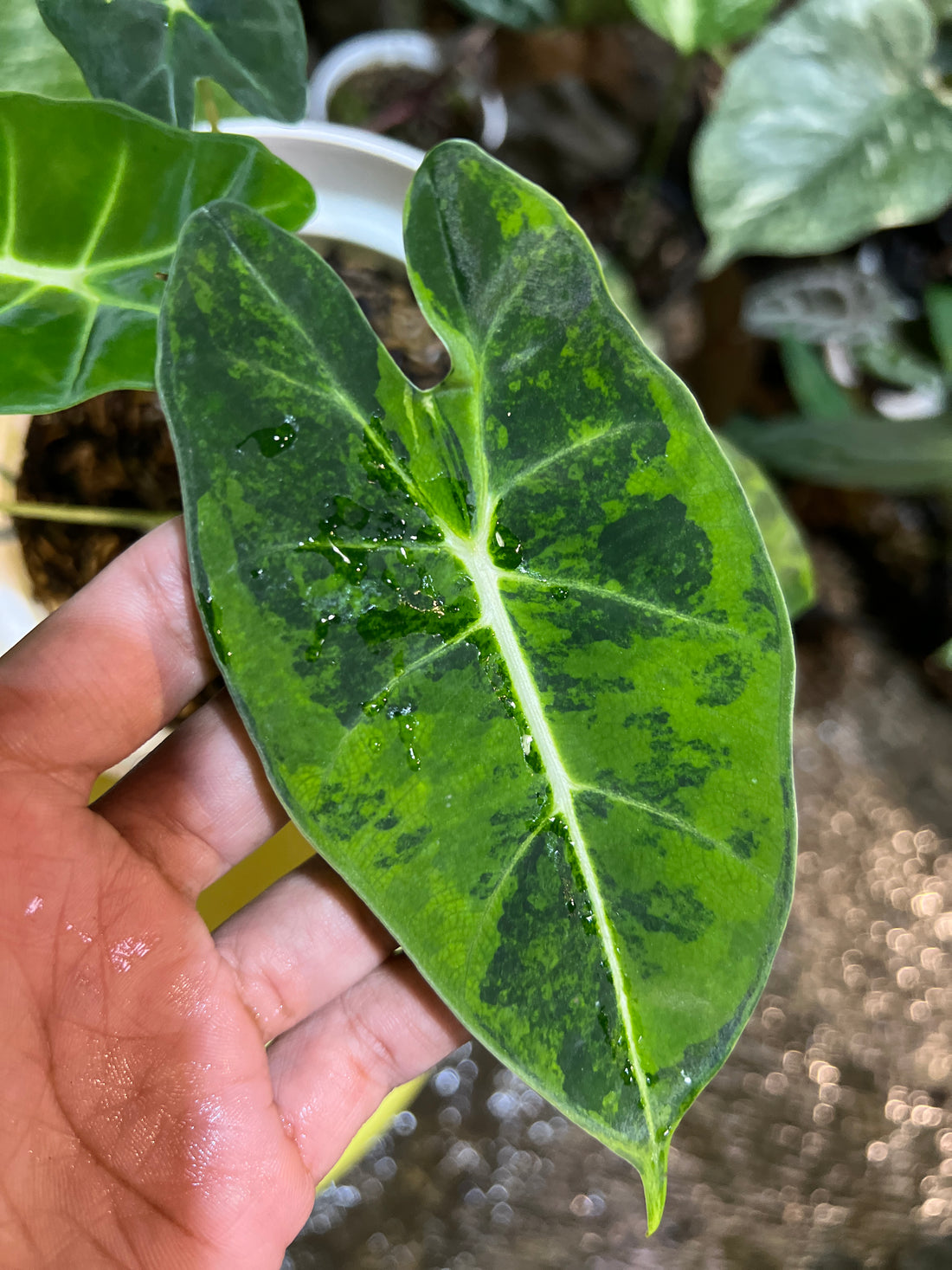 Alocasia Frydek Yellow Variegated