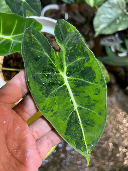 Alocasia Frydek Yellow Variegated