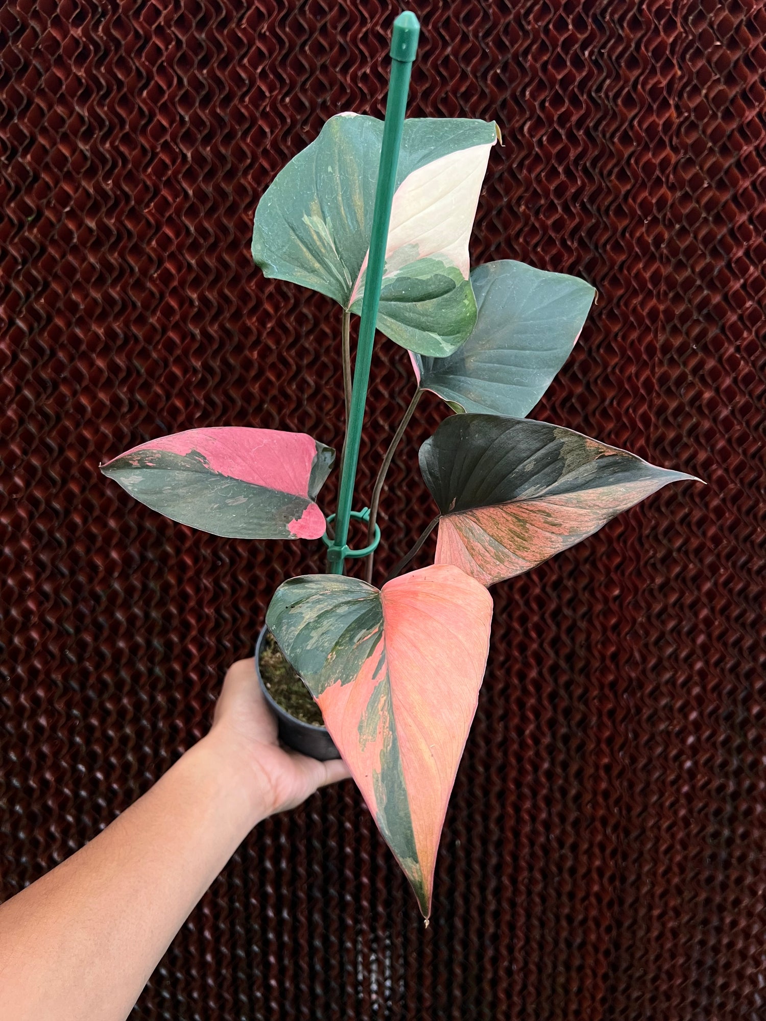 Homalomena Pink Diamond Variegated