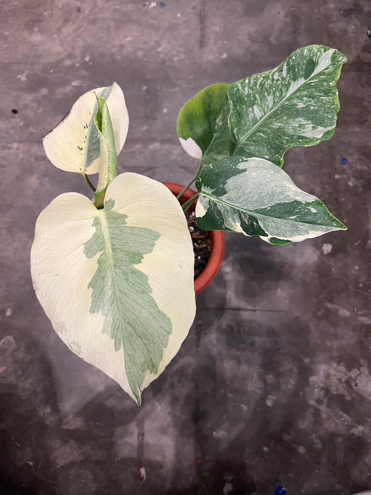 Monstera Casper