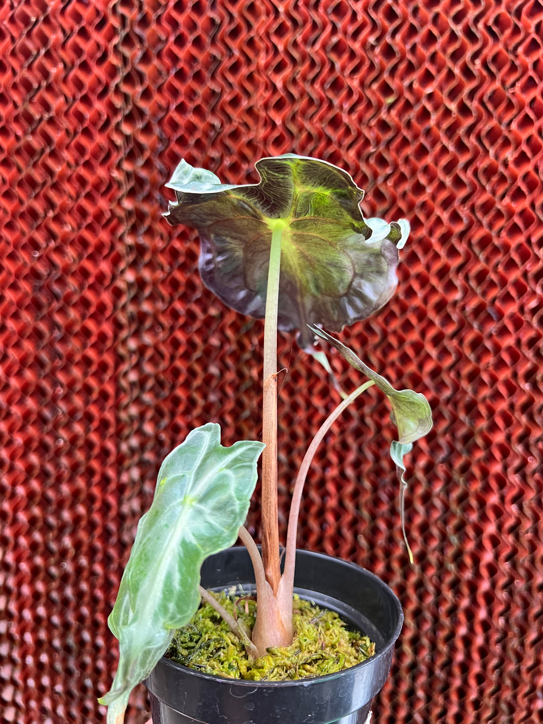 Alocasia Venom