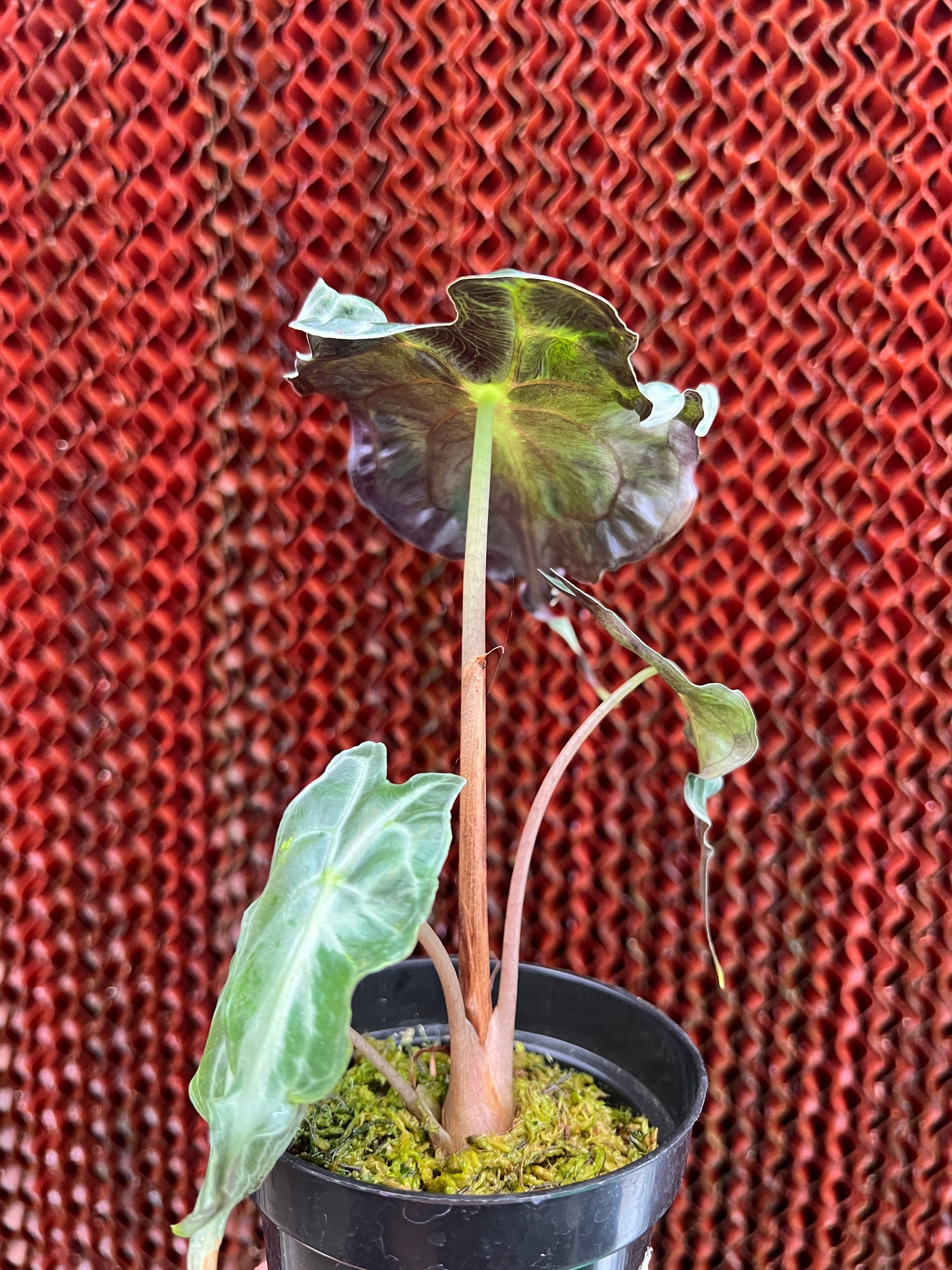Alocasia Venom