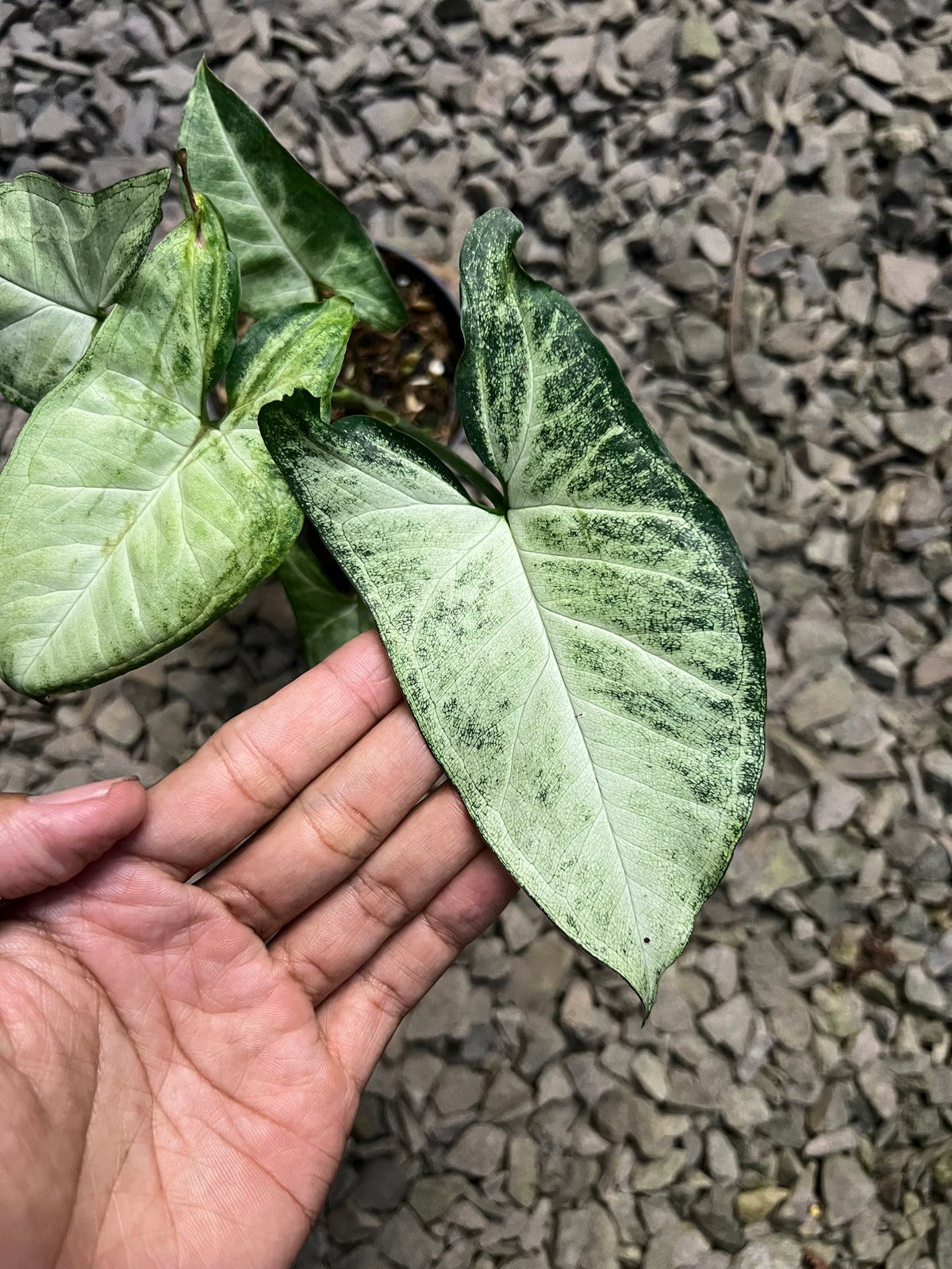 Syngonium White butterfly