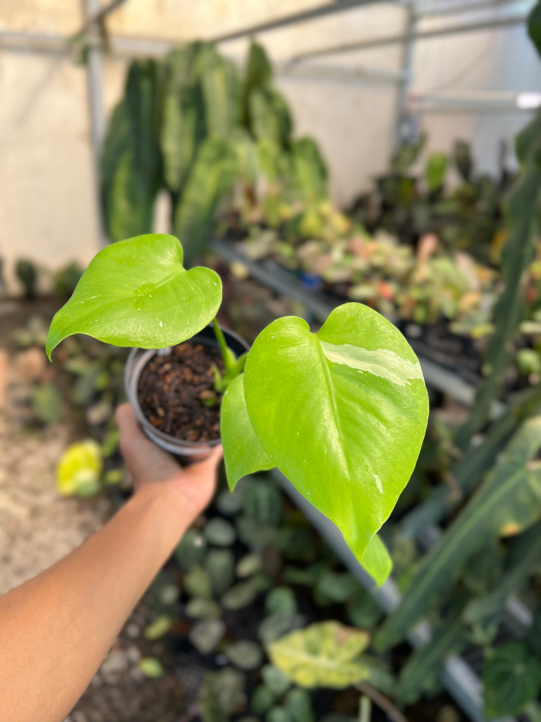 Monstera Banana Variegated