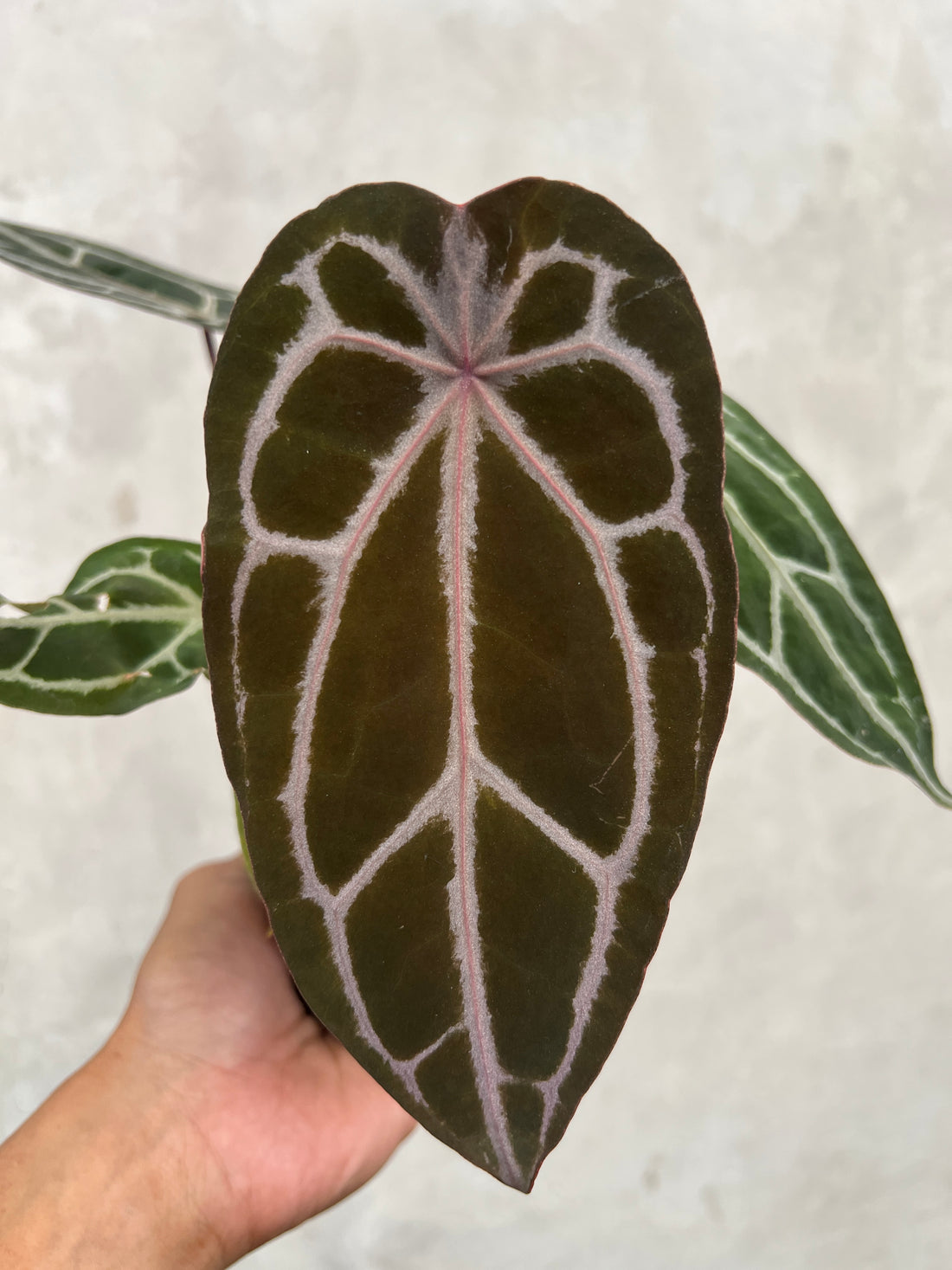 Anthurium Black Velvet Indo type x Zara Michelle Selected