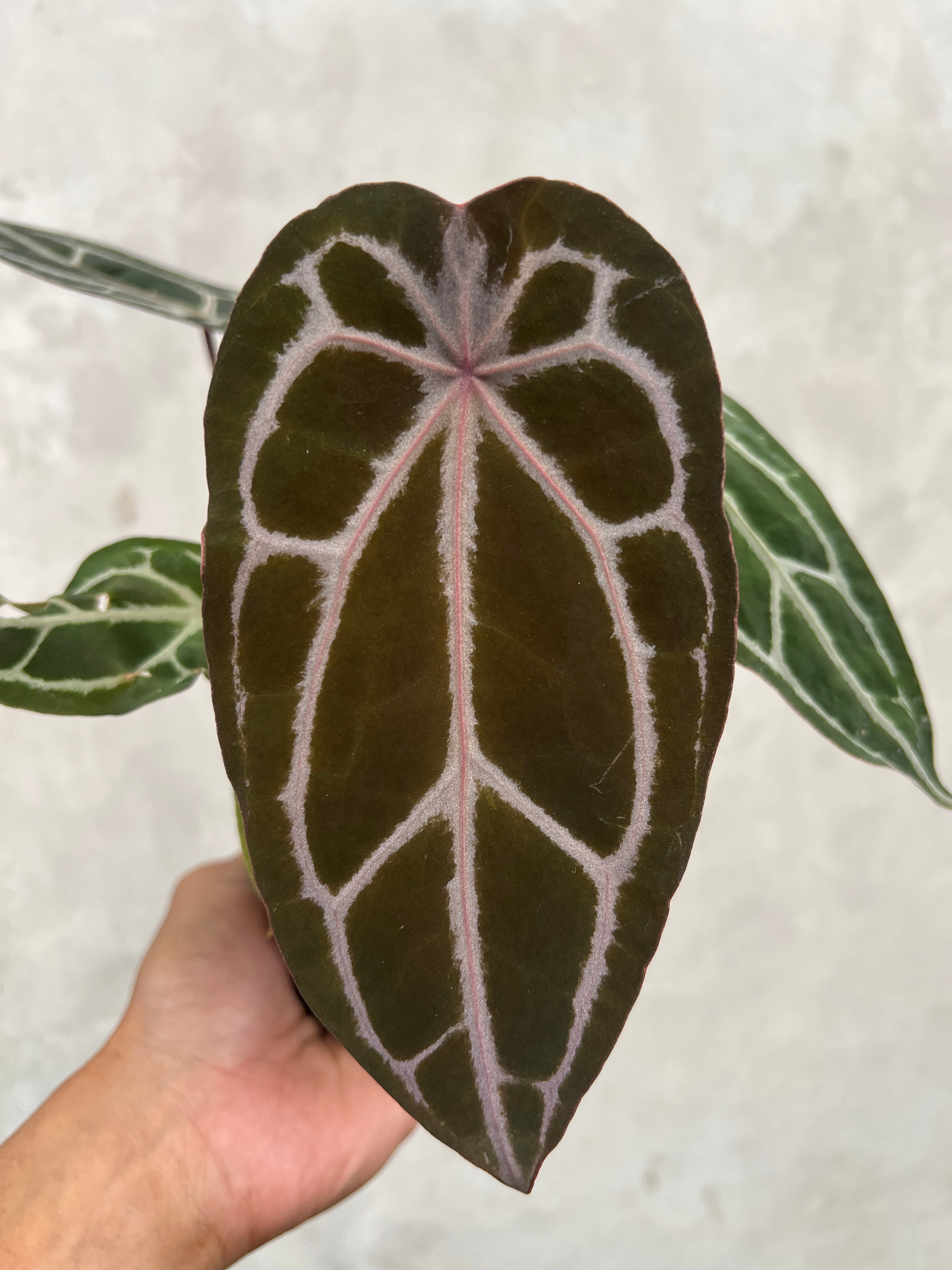 Anthurium Black Velvet Indo type x Zara Michelle Selected