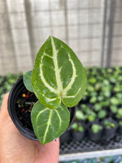 Anthurium BVIT X ZM x Crystallinum panglima