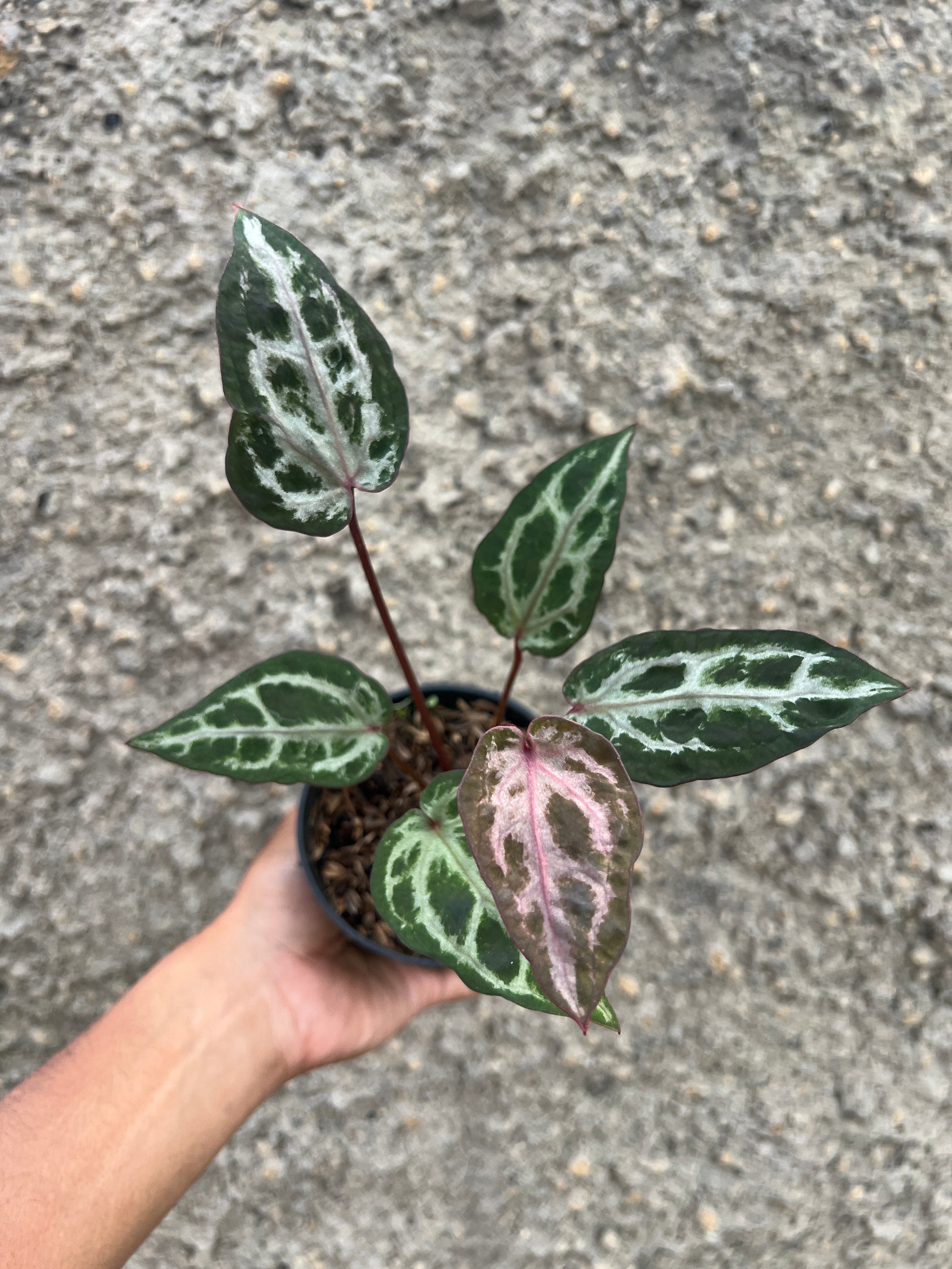 Anthurium Zara x Michelle Mutation/Super Selected