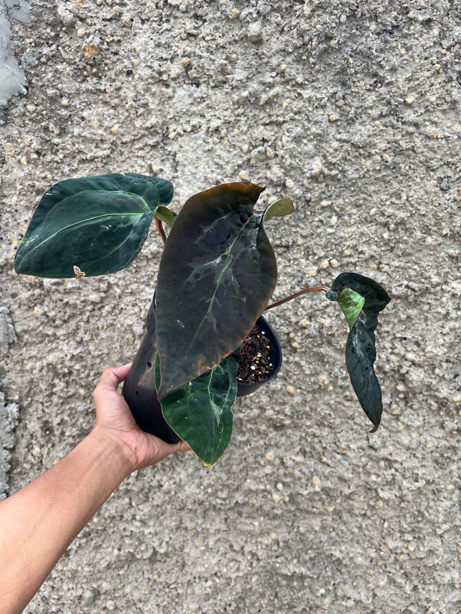 Anthurium (Michelle x Zara ) x BVEP Scroot