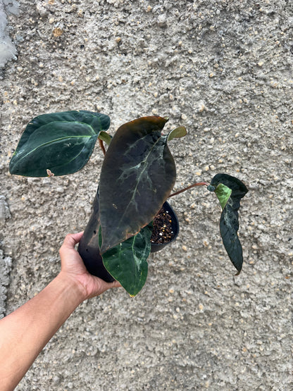 Anthurium (Michelle x Zara ) x BVEP Scroot