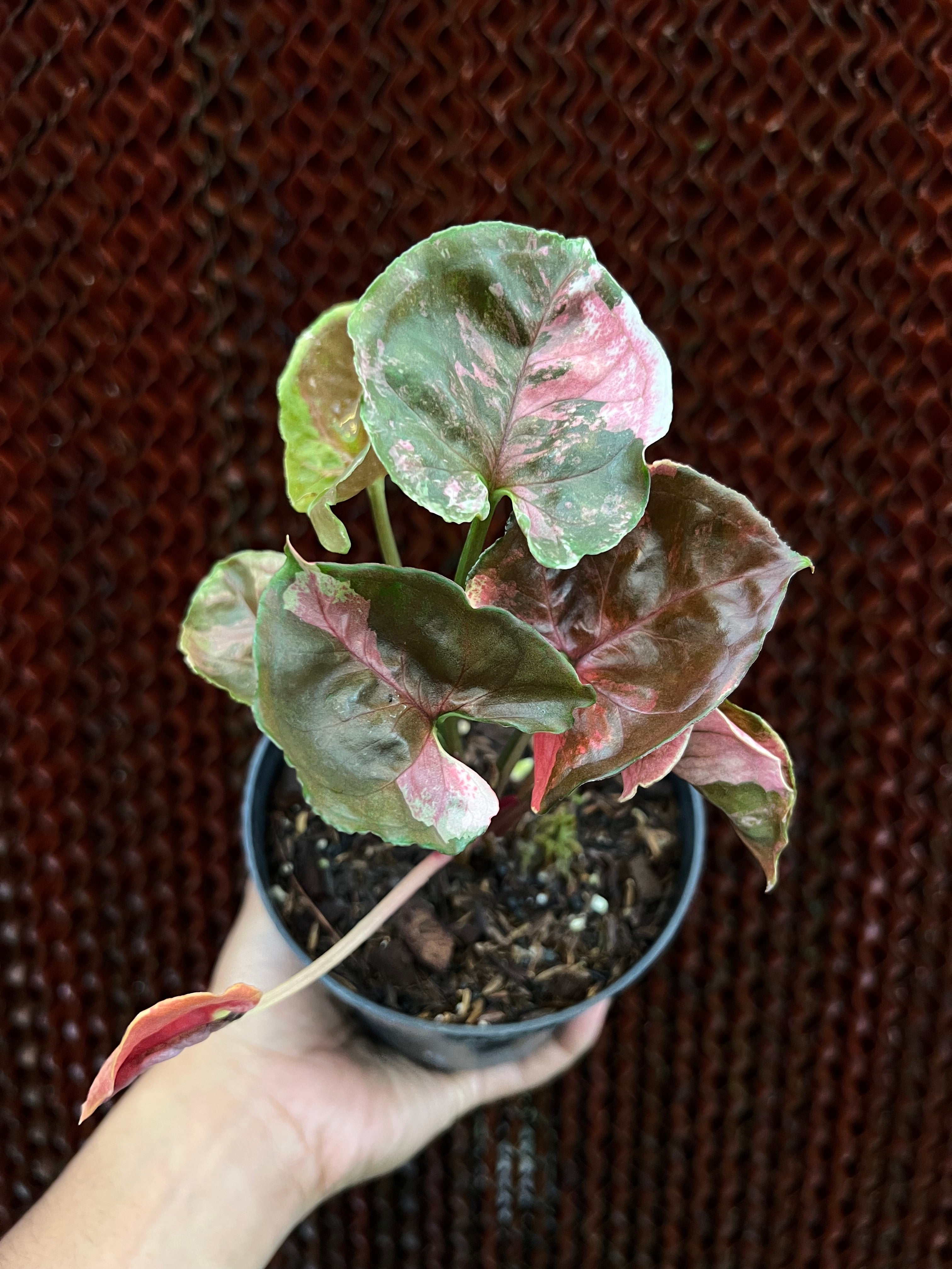 Syngonium Strawberry Ice