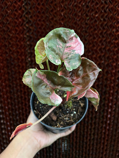 Syngonium Strawberry Ice