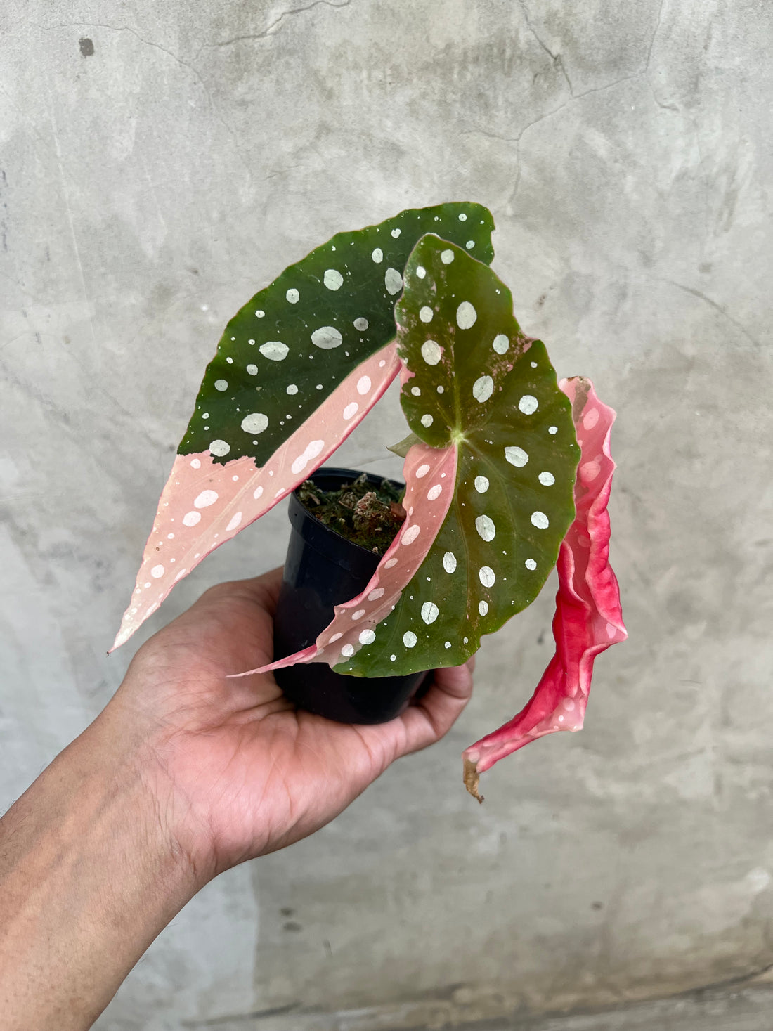 Begonia Maculata Variegated