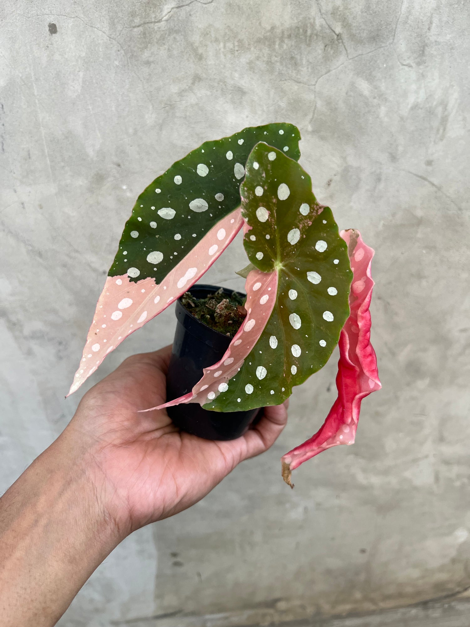 Begonia Maculata Variegated