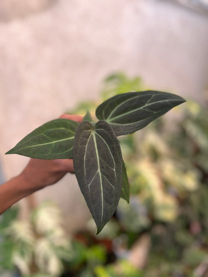 Anthurium (Silver Blush x Fort Sherman) x Michelle Variegated