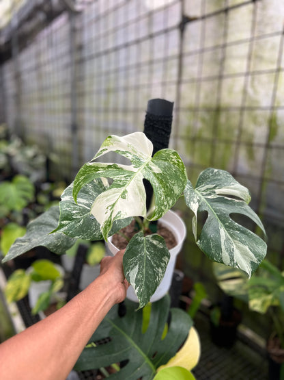 Monstera white Tiger Variegated